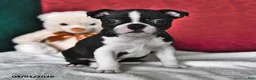 Boston Terrier dogs for sale: Judy - Ad 1