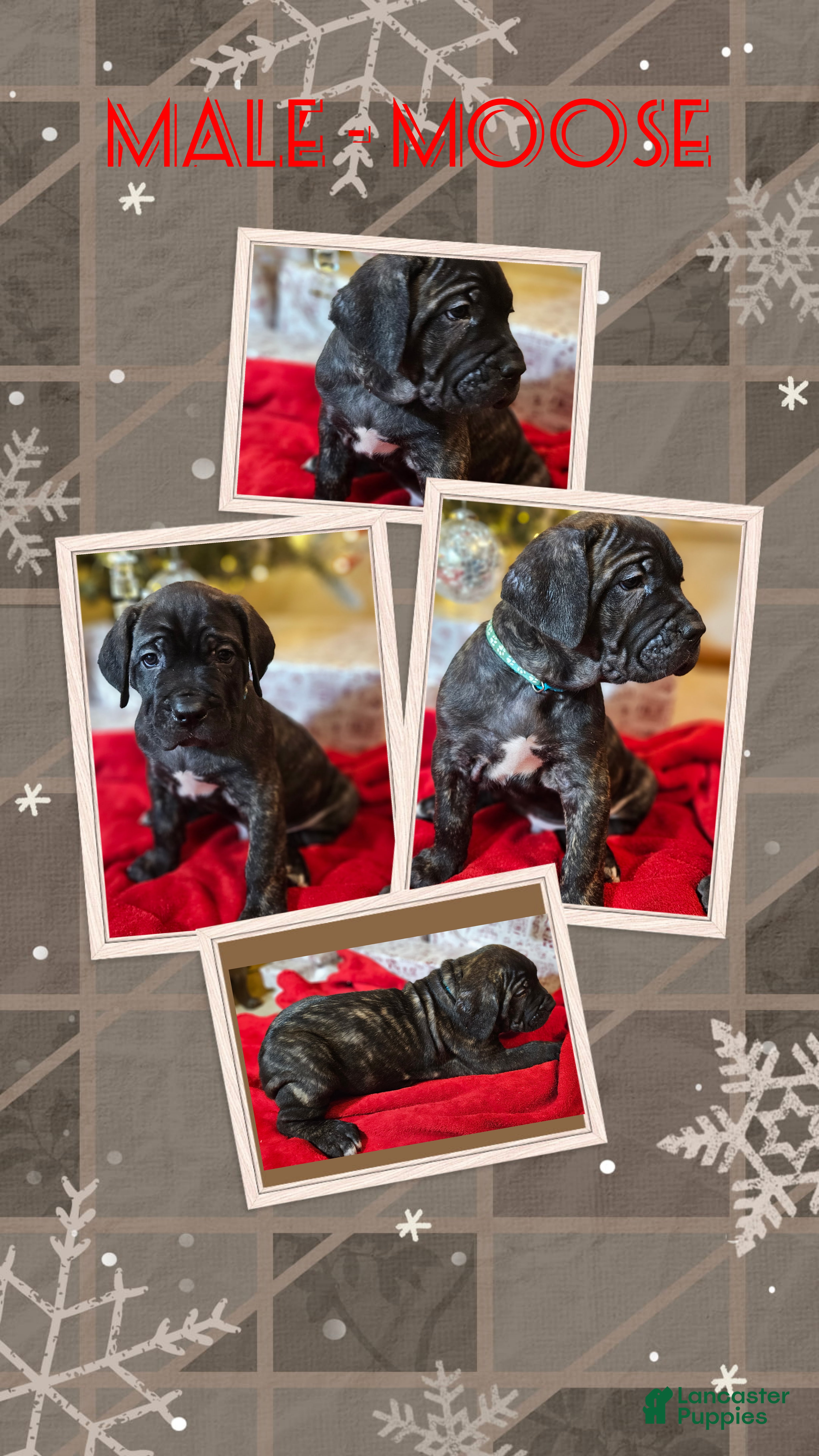 Cane Corso dogs Cane Corso Male Puppy Moose - Ad 41