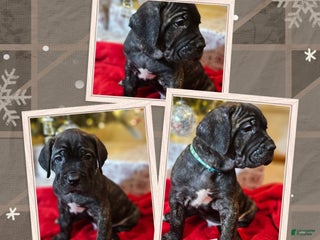 Cane Corso dogs Cane Corso Male Puppy Moose - Ad 41