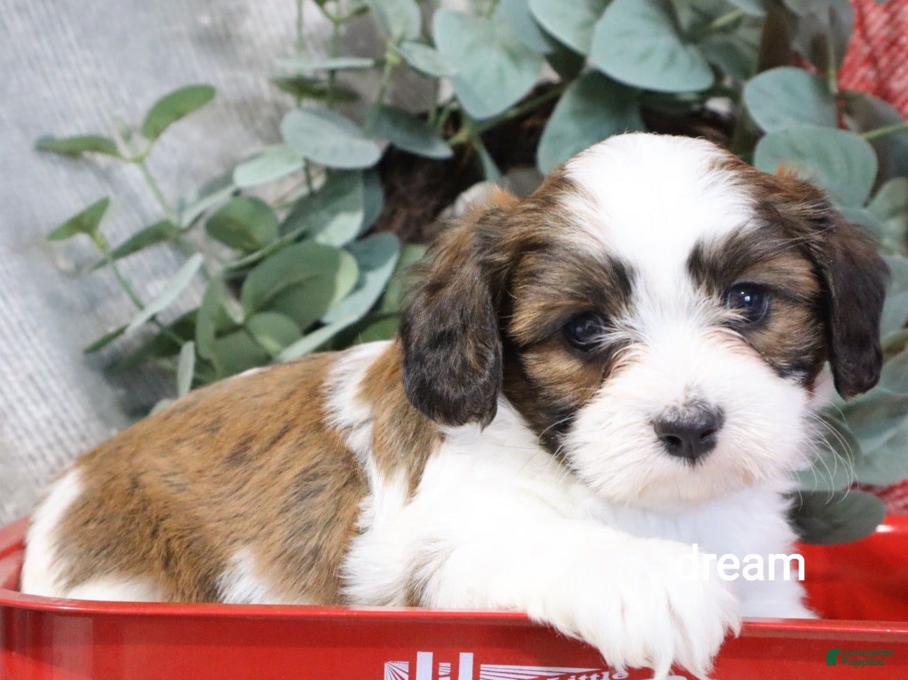 Mixed Breed dogs Enzo - Ad 2