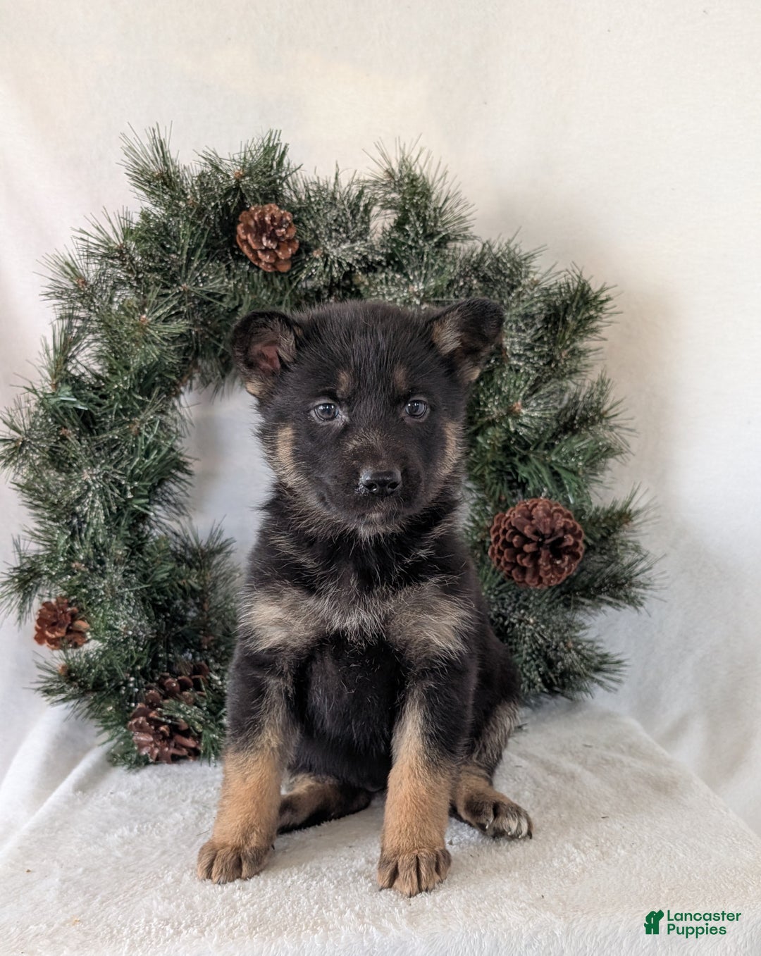 German Shepherd dogs for sale: Emmie  - Ad 6