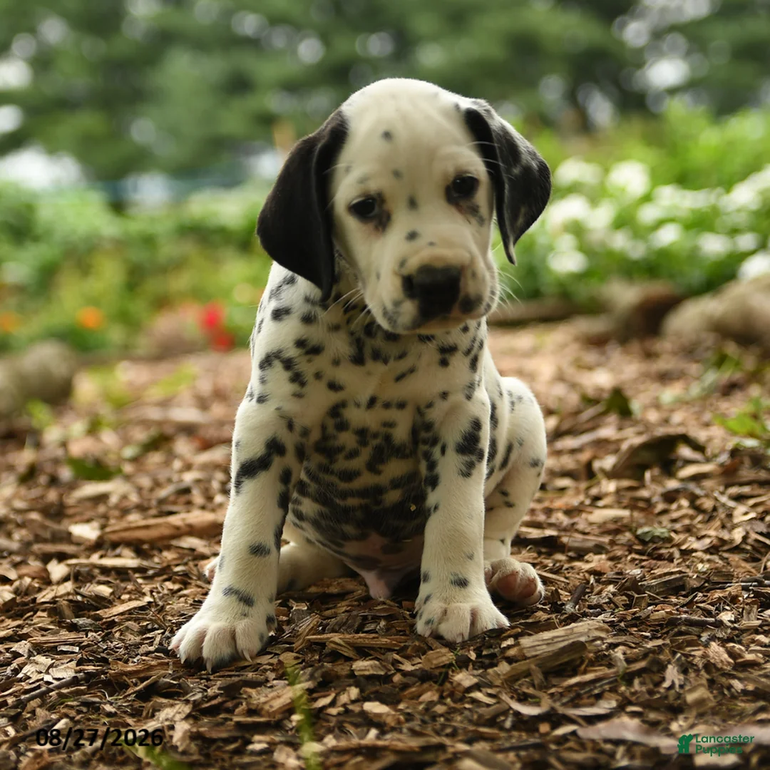 Dalmatian dogs for sale: Jasper - Ad 3