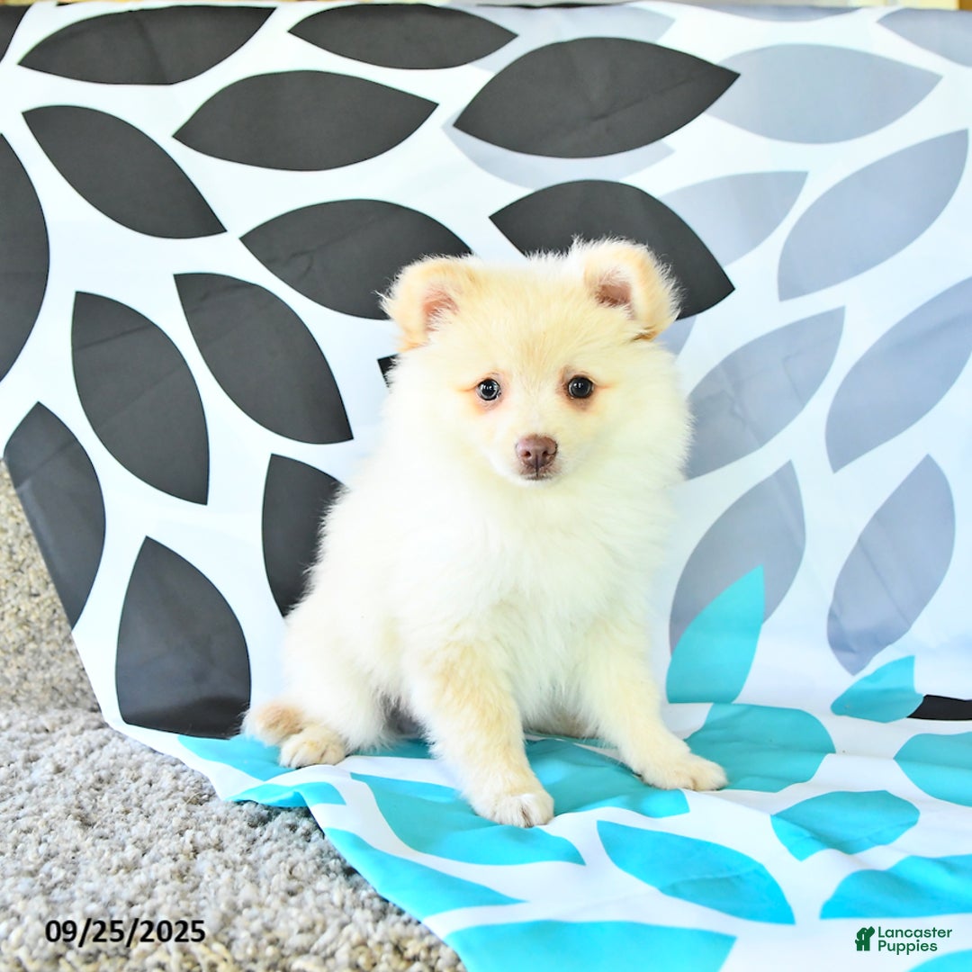 Pomeranian dogs for sale: Edison - Ad 2
