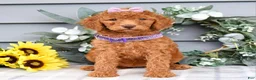 Standard Poodle dogs for sale: Rosie - Ad 12