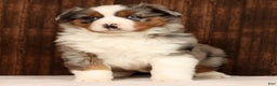 Miniature Australian Shepherd dogs for sale: Smokey - Ad 2