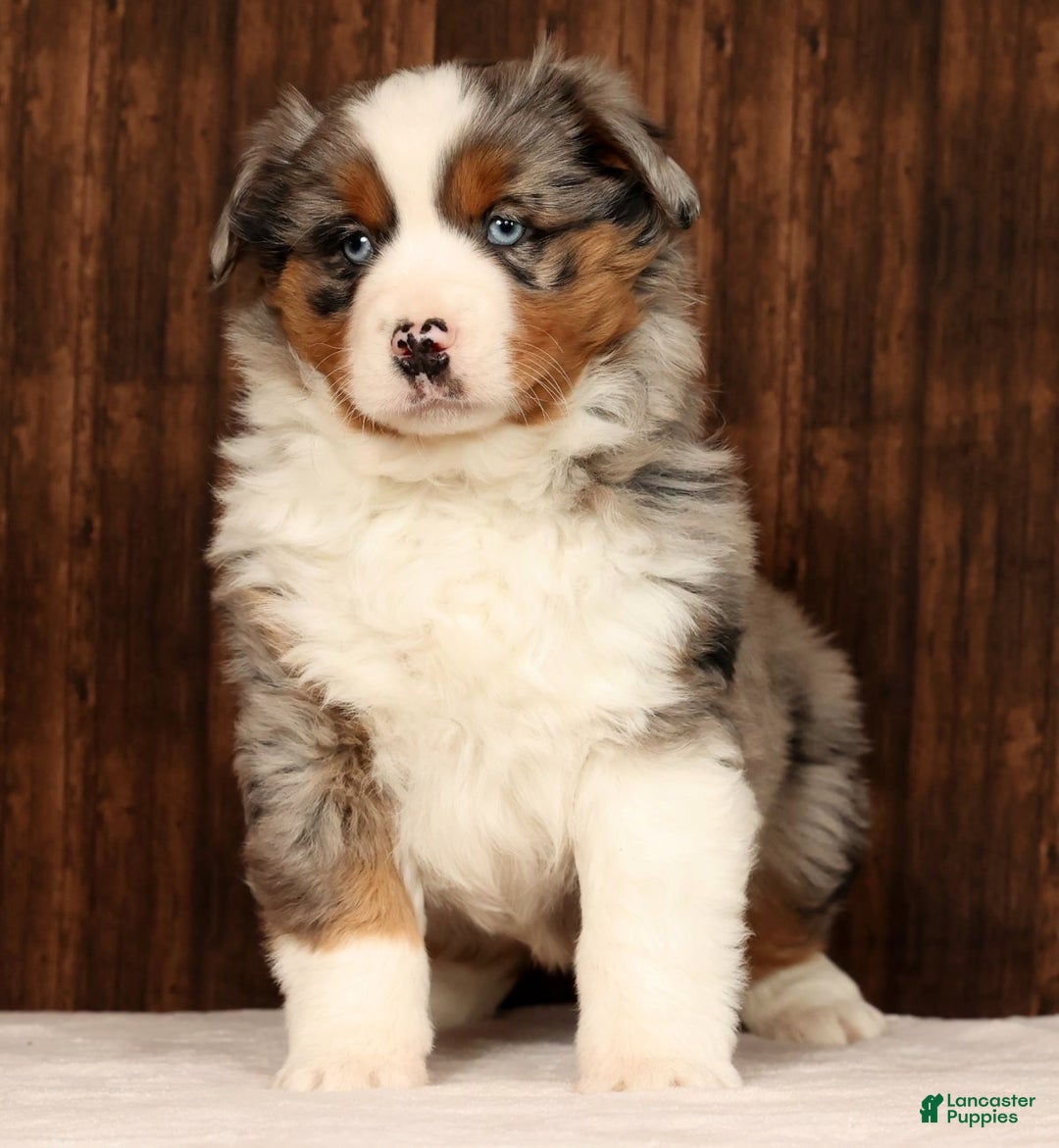 Miniature Australian Shepherd dogs for sale: Smokey - Ad 2