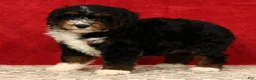 Mini Aussiedoodle dogs for sale: Sandy - Ad 6