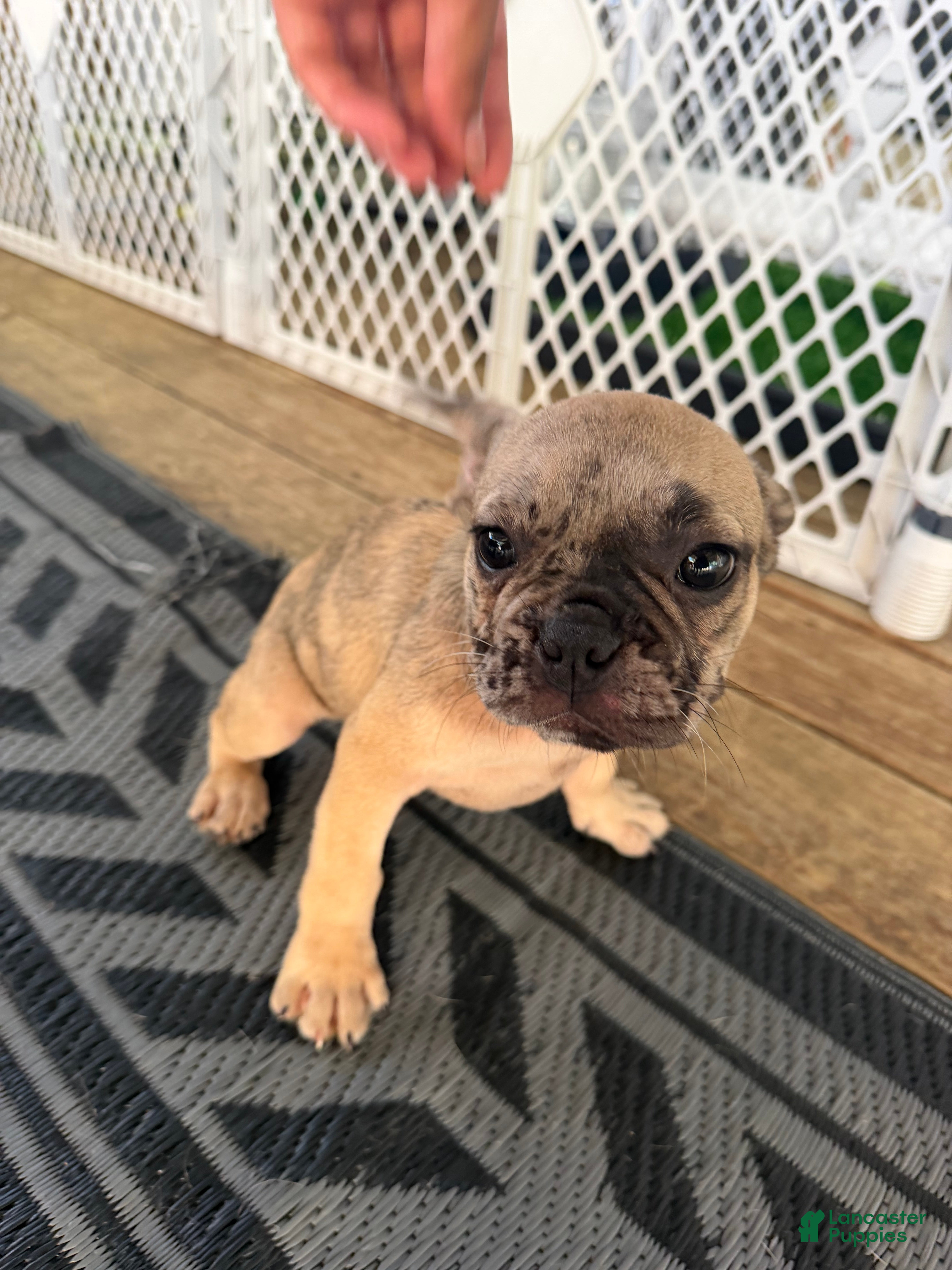 French Bulldog dogs Wave  - Ad 19