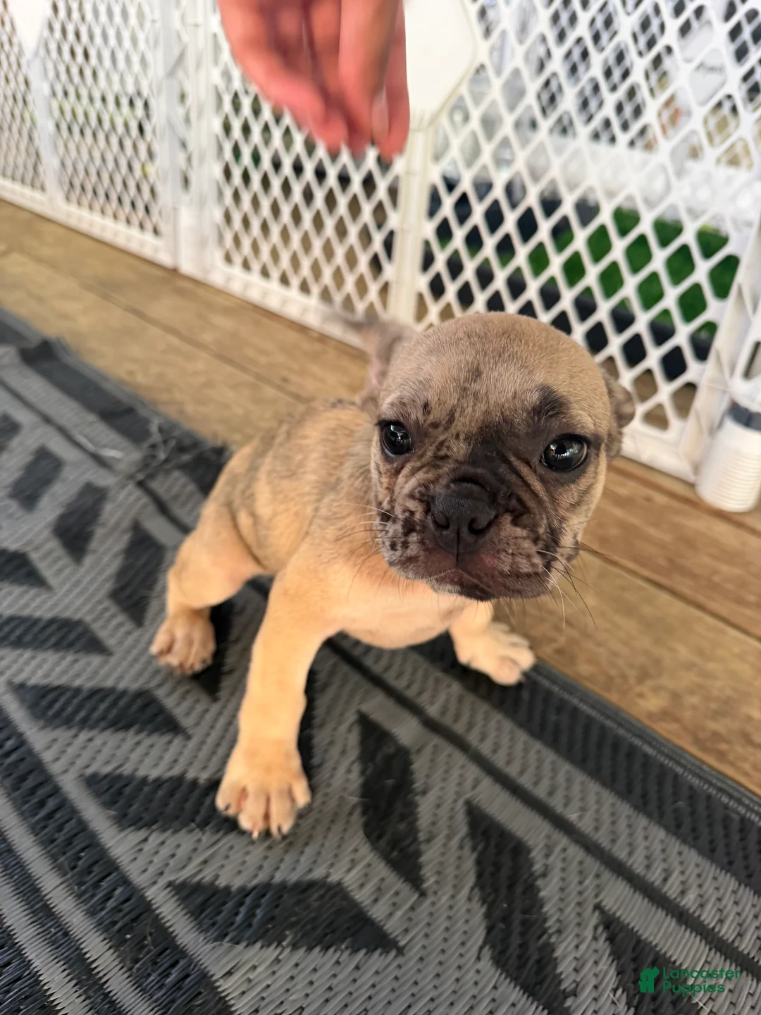 French Bulldog dogs for sale: Wave  - Ad 1