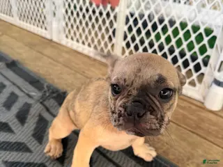 French Bulldog dogs Wave - Ad 1