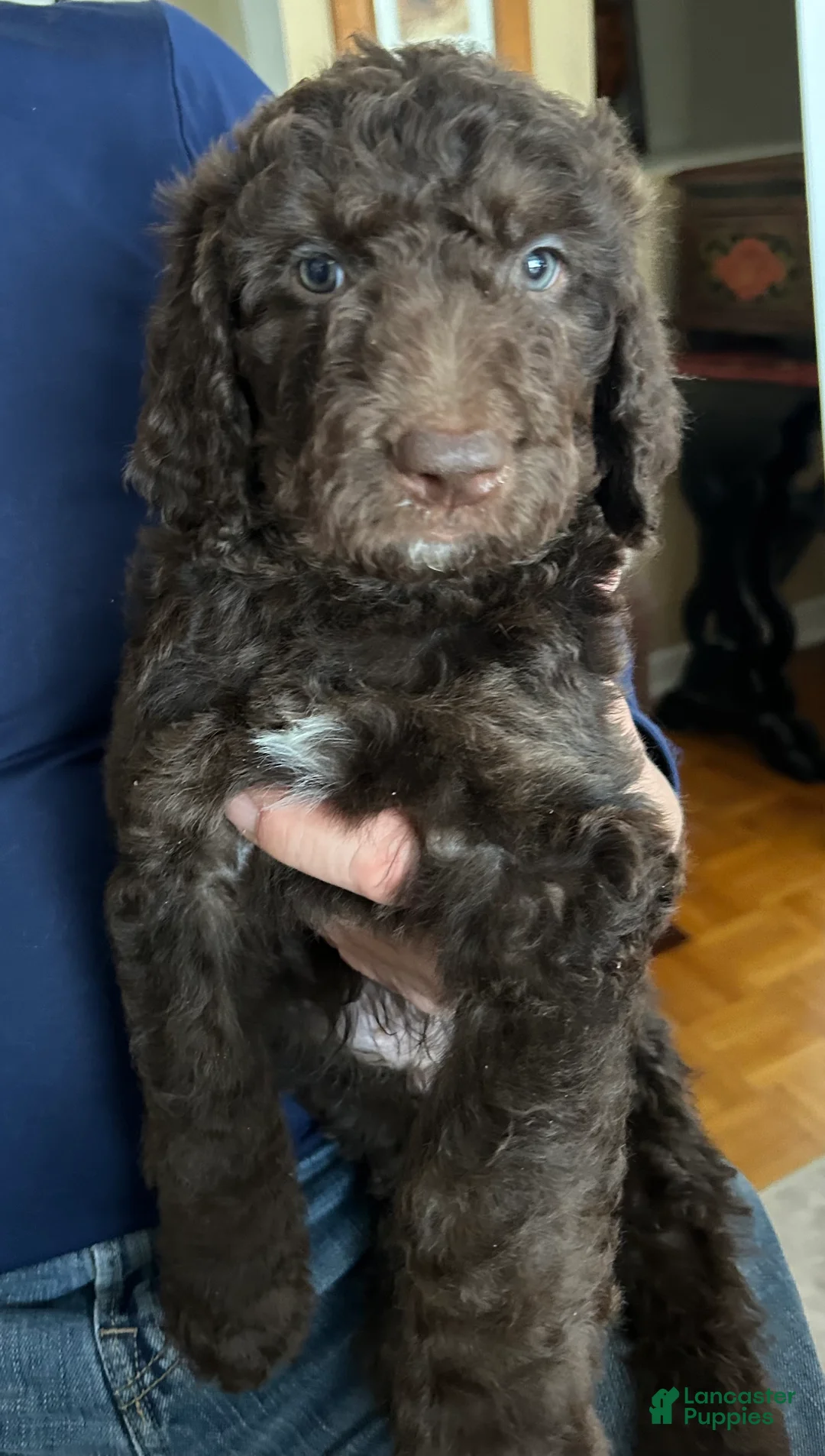 Goldendoodle dogs for sale: Yogi - Ad 1