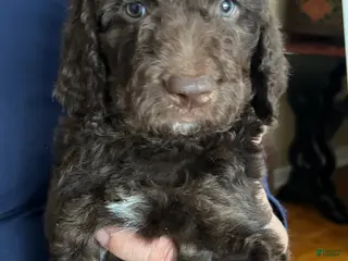 Goldendoodle dogs Yogi - Ad 21