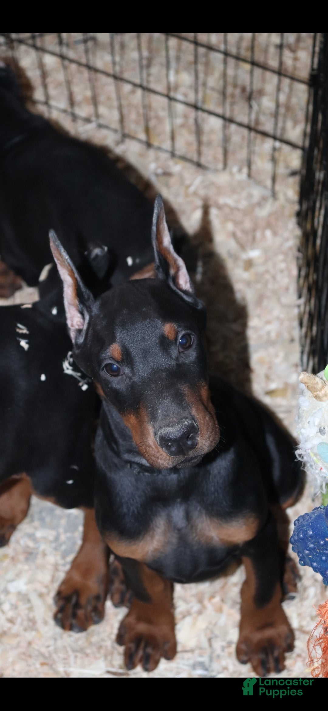 Doberman Pinscher dogs for sale: Chili - Ad 2