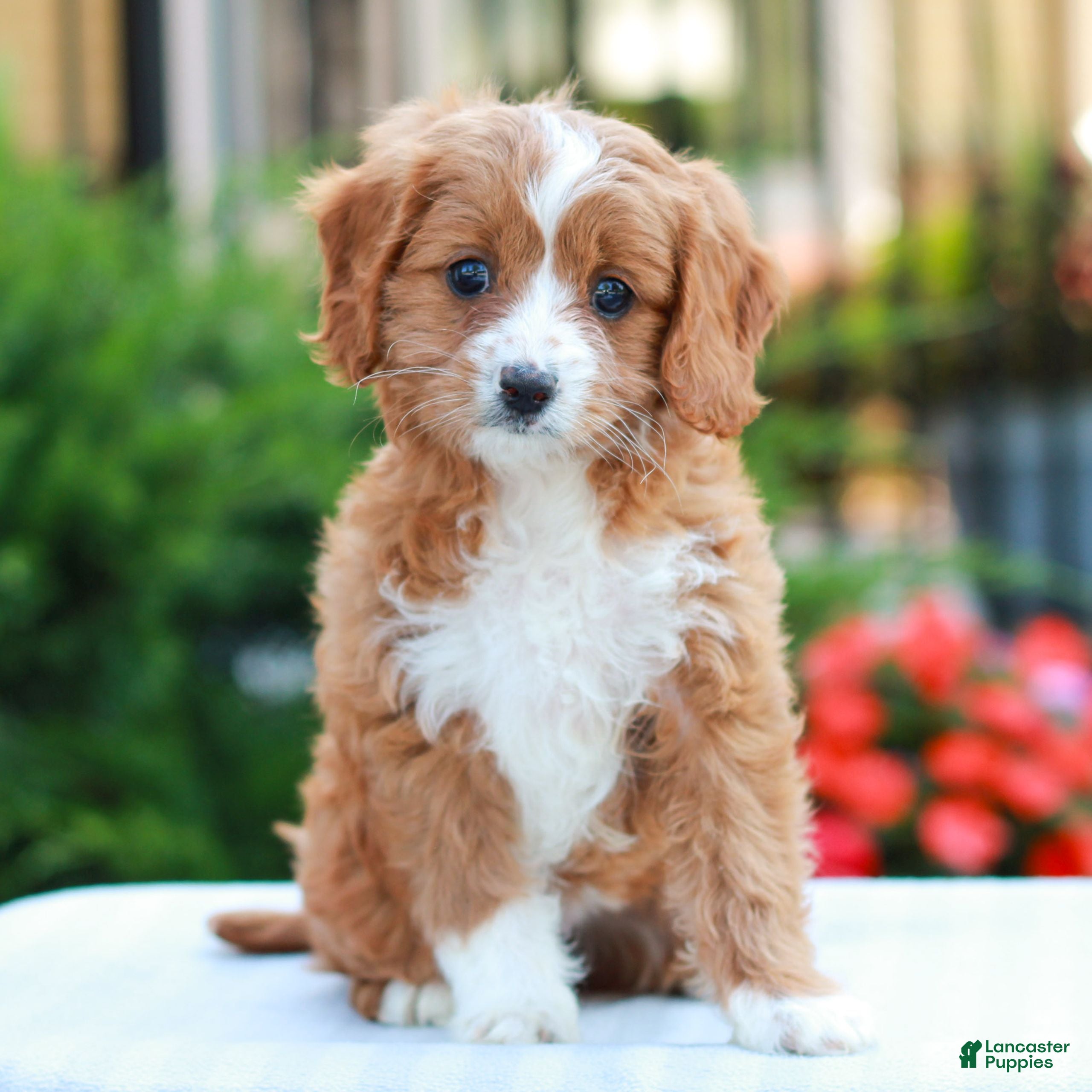 Cavapoo dogs Emily  - Ad 1