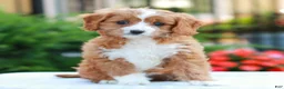 Cavapoo dogs for sale: Emily  - Ad 1