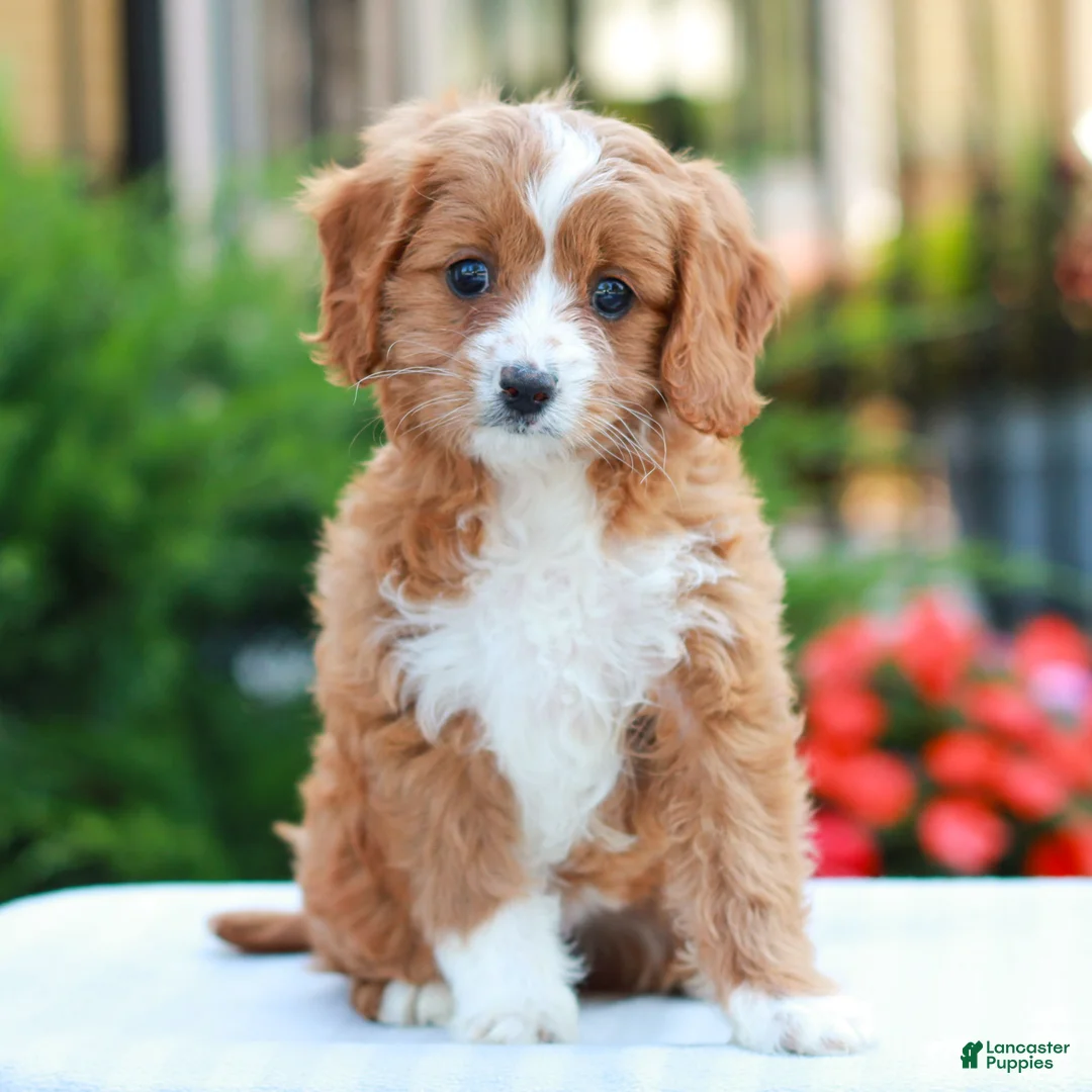 Cavapoo dogs for sale: Emily  - Ad 1