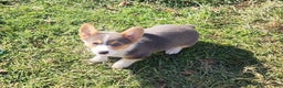 Welsh Corgi Pembroke dogs for sale: Annie Bluie  - Ad 25