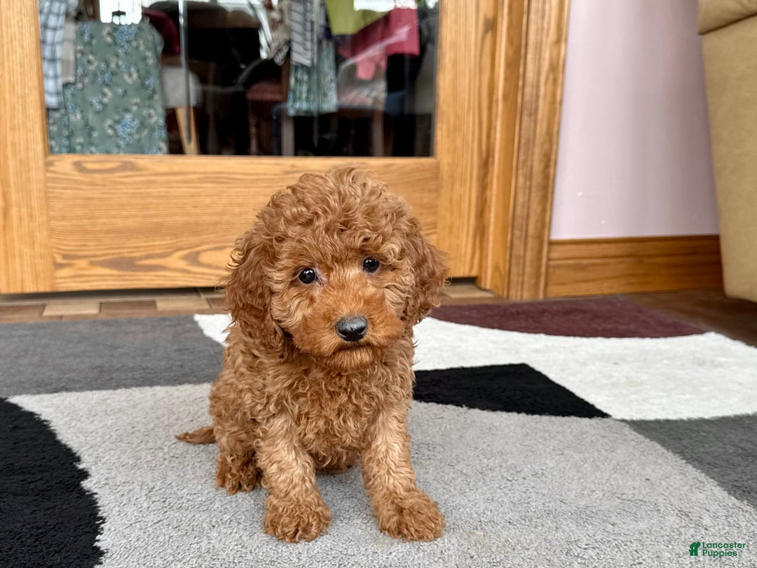 Cockapoo dogs for sale: Waylon - Ad 9