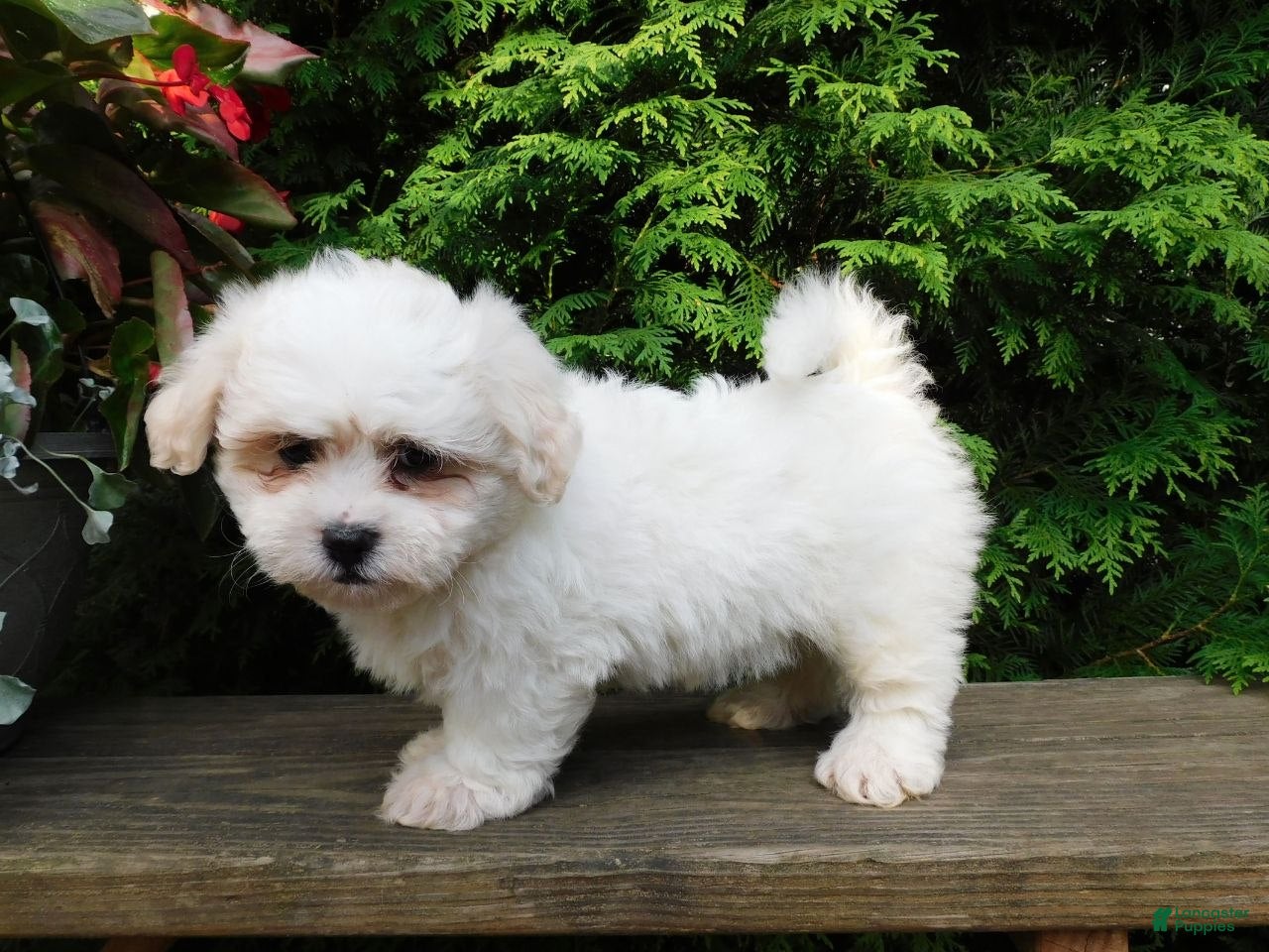Teddy Bear dogs Fluffy  - Ad 1