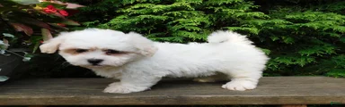 Fluffy 