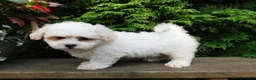 Teddy Bear dogs for sale: Fluffy  - Ad 1
