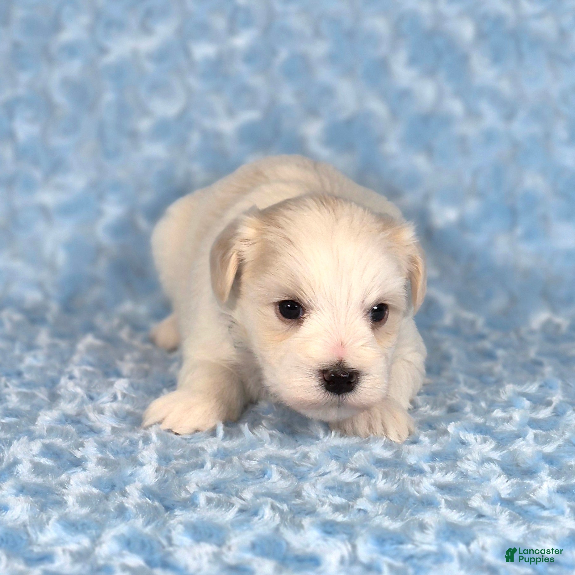 Miniature Schnauzer dogs for sale: Winston - Ad 1