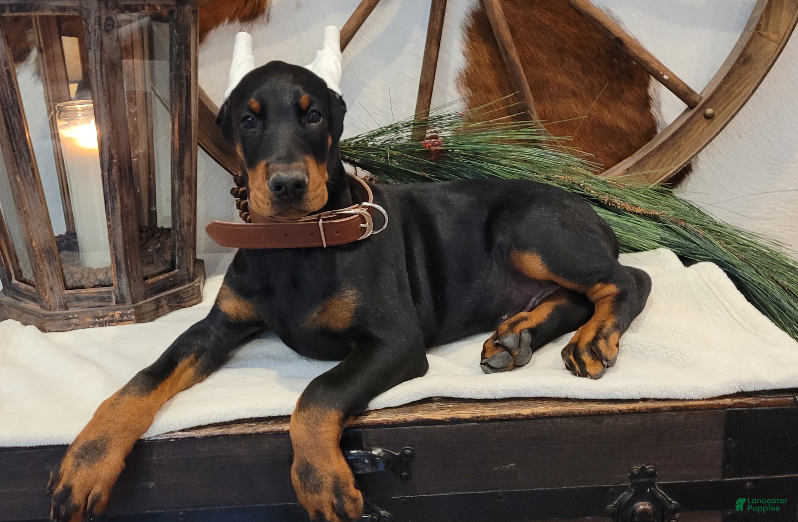 Doberman Pinscher dogs DEUCE - Ad 2