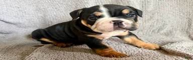 Nala 