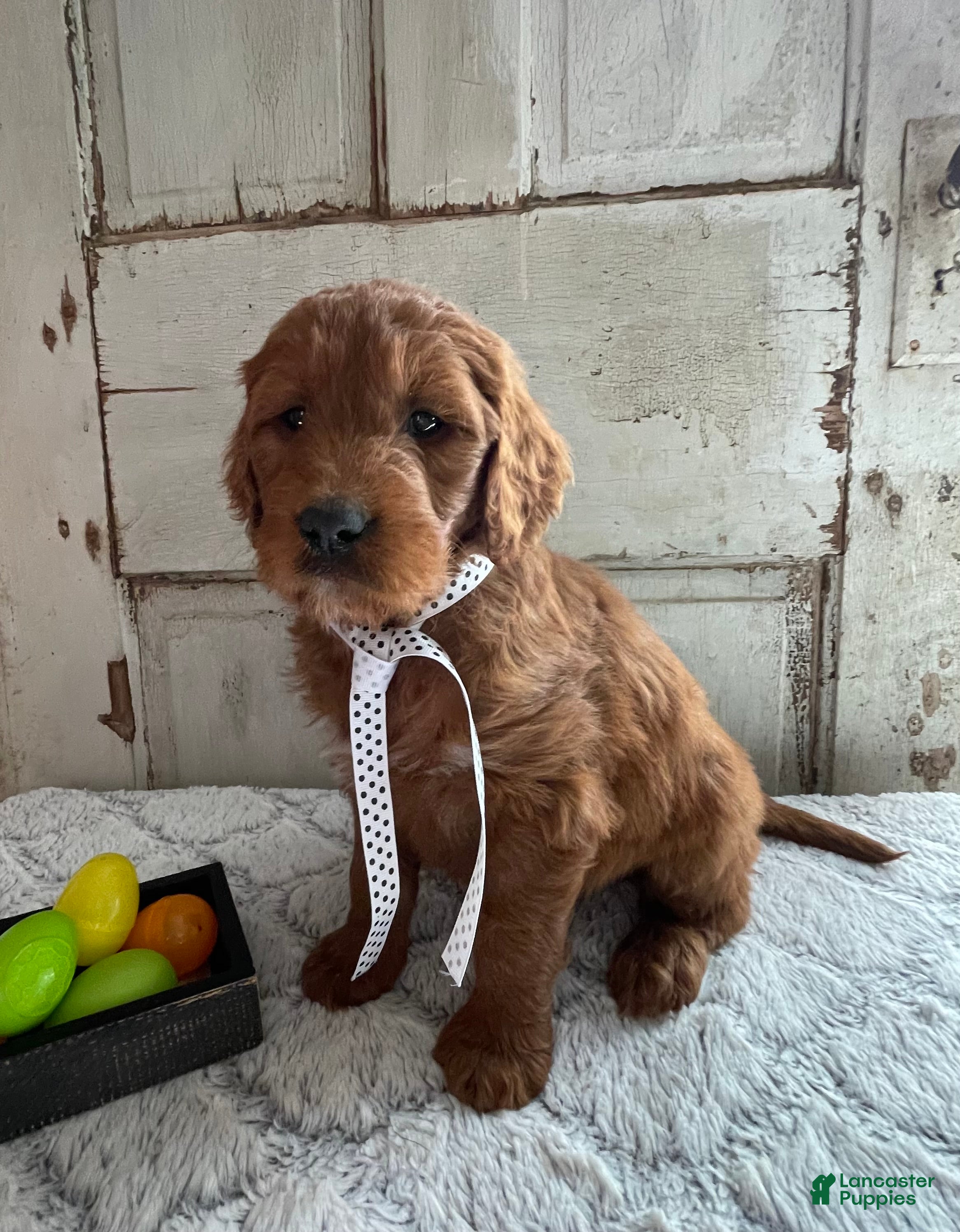 Goldendoodle dogs Kash - Ad 1