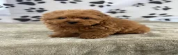 Goldendoodle dogs for sale: Fiona - Ad 5
