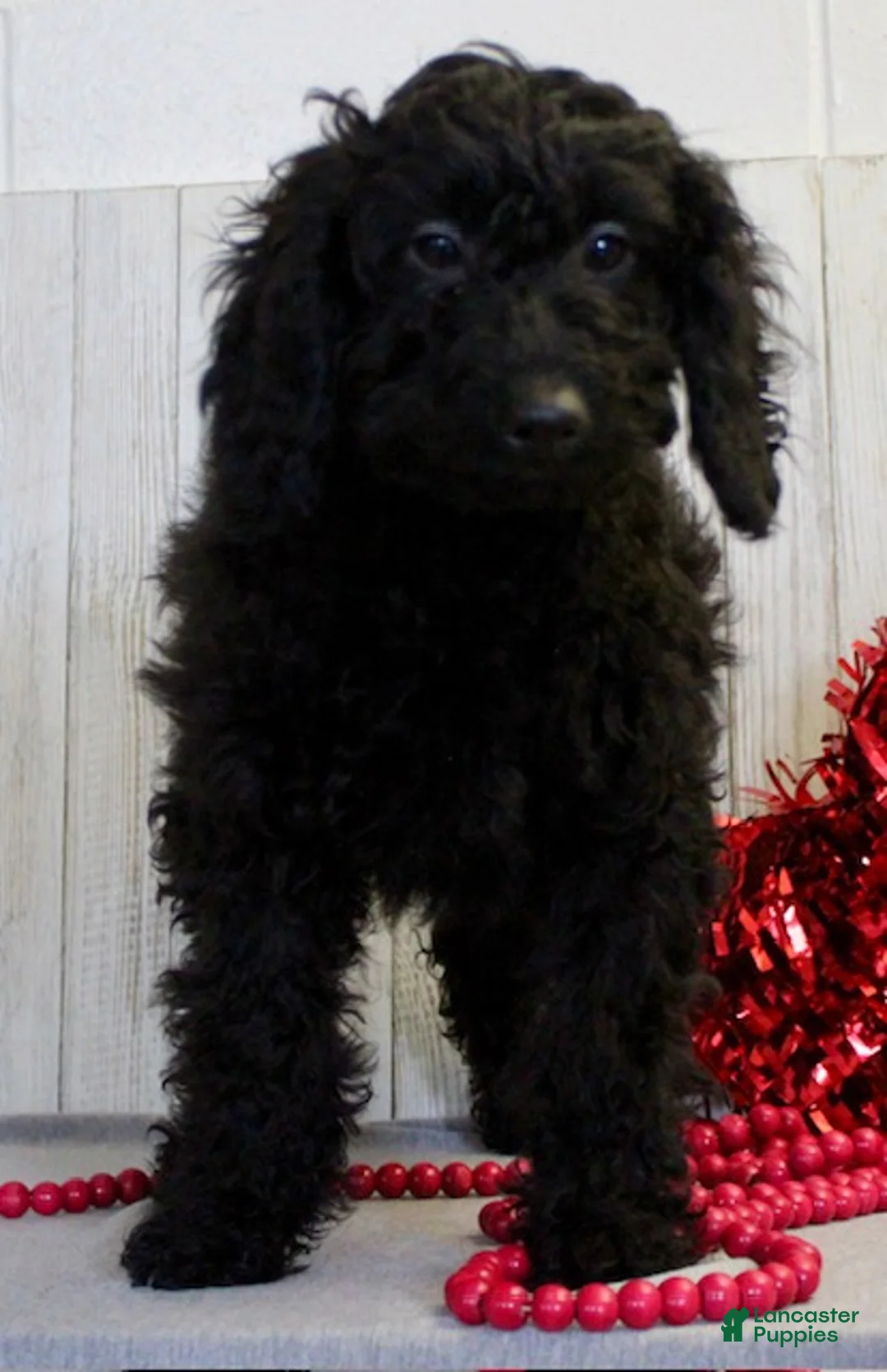 Miniature Labradoodle dogs for sale: Jill - Ad 2