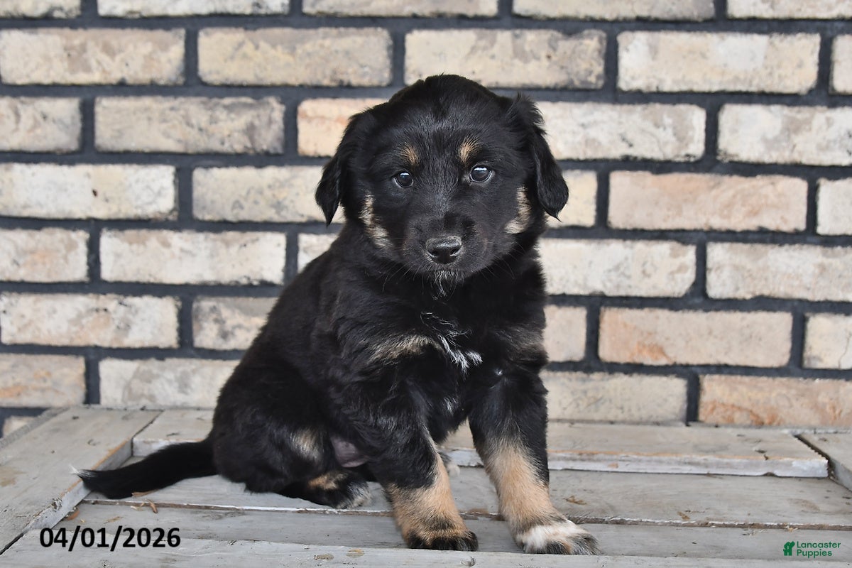 Mixed Breed dogs Ivy - Ad 1