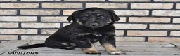 Mixed Breed dogs for sale: Ivy - Ad 1