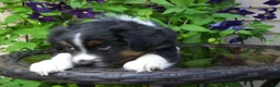 Miniature Australian Shepherd dogs for sale: Muffin - Ad 3