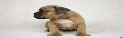 American Bully dogs for sale: Fawn male - Ad 3