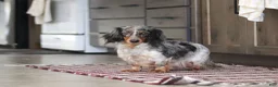 Miniature Dachshund dogs for sale: Archie - Ad 11