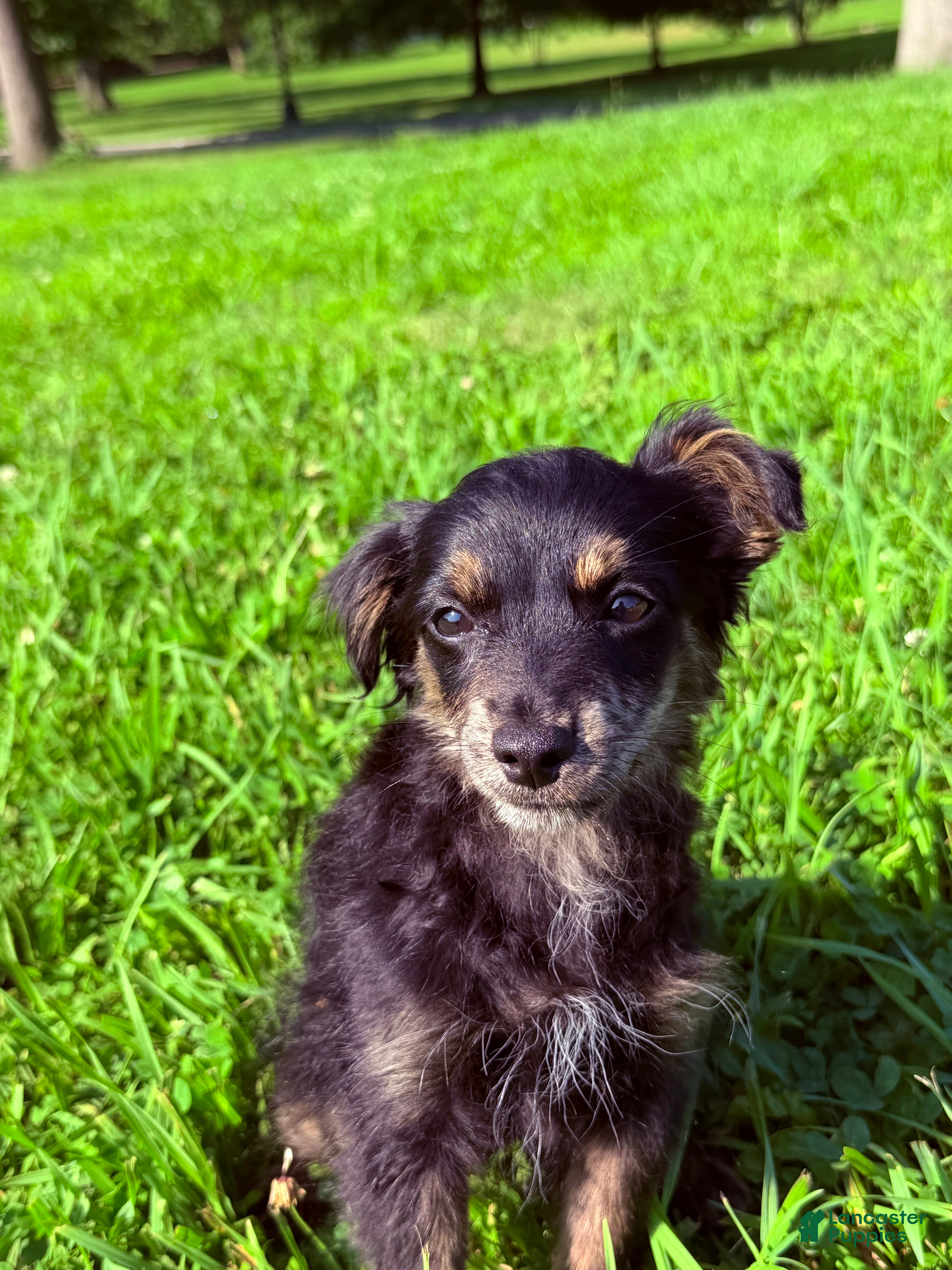 Pomapoo dogs Rico - Ad 20