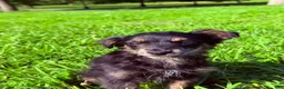 Pomapoo dogs for sale: Sparkles - Ad 3