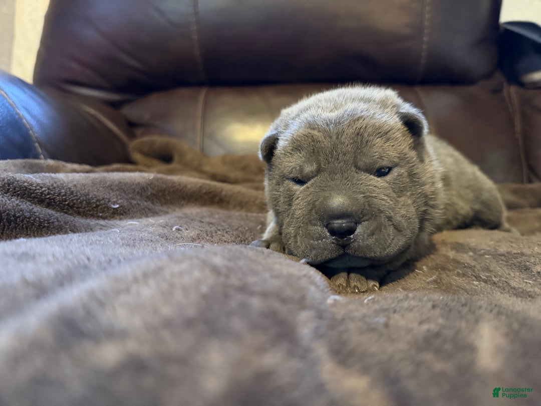 Shar Pei dogs for sale: Sully - Ad 4