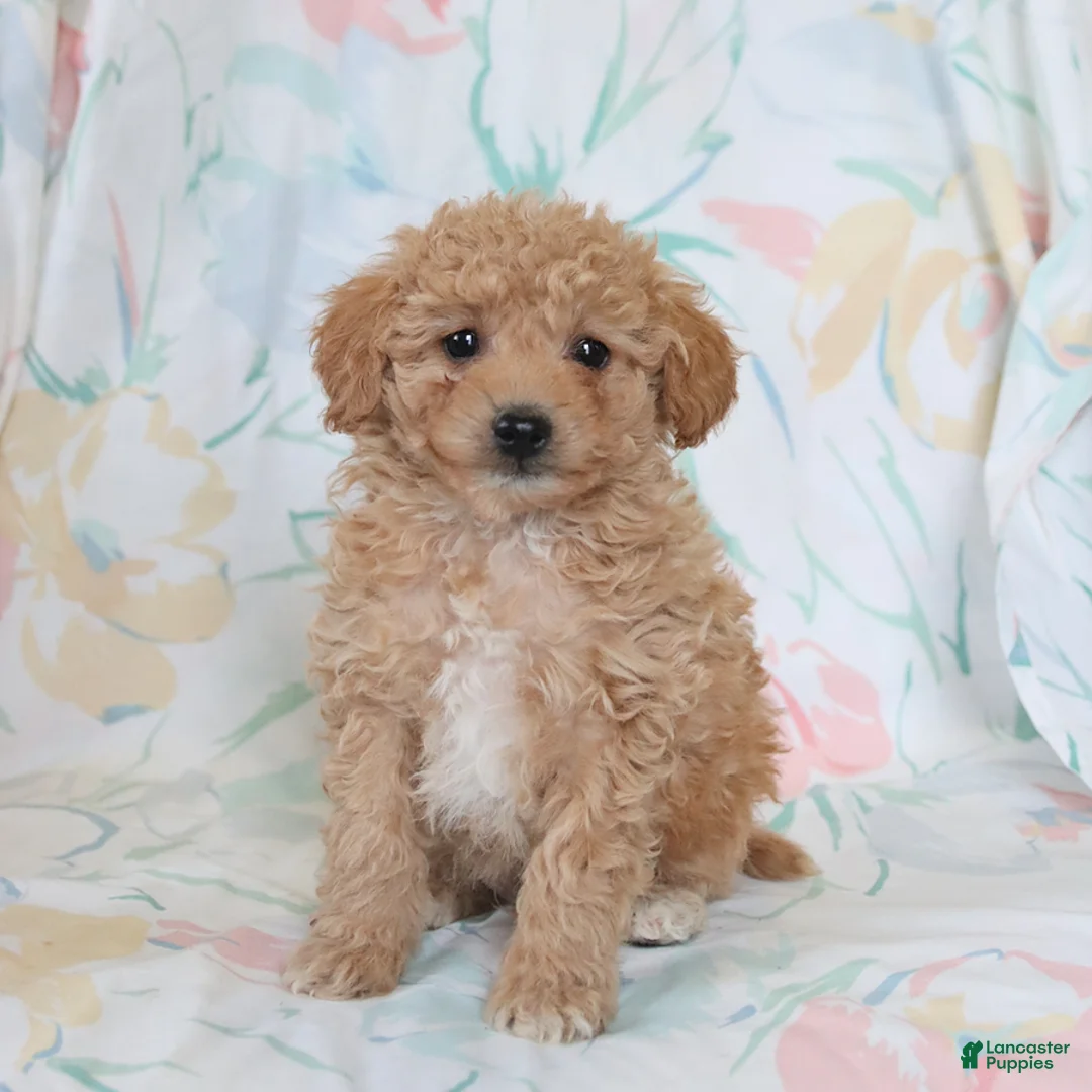 Miniature Poodle dogs for sale: Reu  - Ad 3