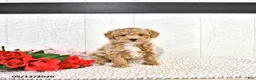 Miniature Poodle dogs for sale: Robert - Ad 9
