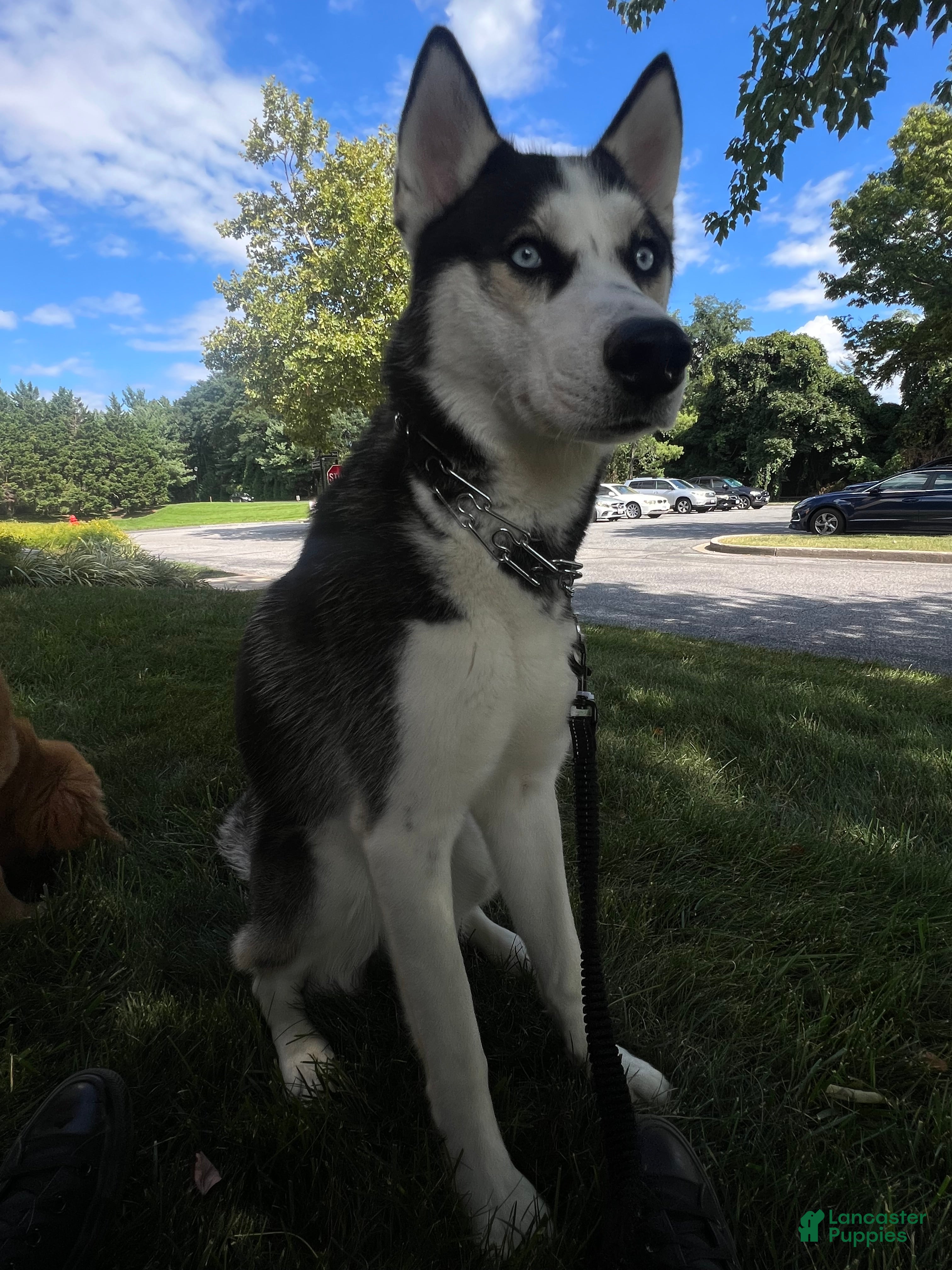 Siberian Husky dogs Siberian Husky Puppy 1 - Ad 38