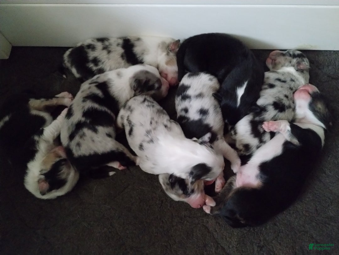 Miniature Australian Shepherd dogs for sale: Nickel - Ad 21