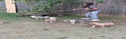 American Bully dogs for sale: Sincere - Ad 8