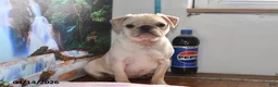 Pug dogs for sale: Sweetheart - Ad 4