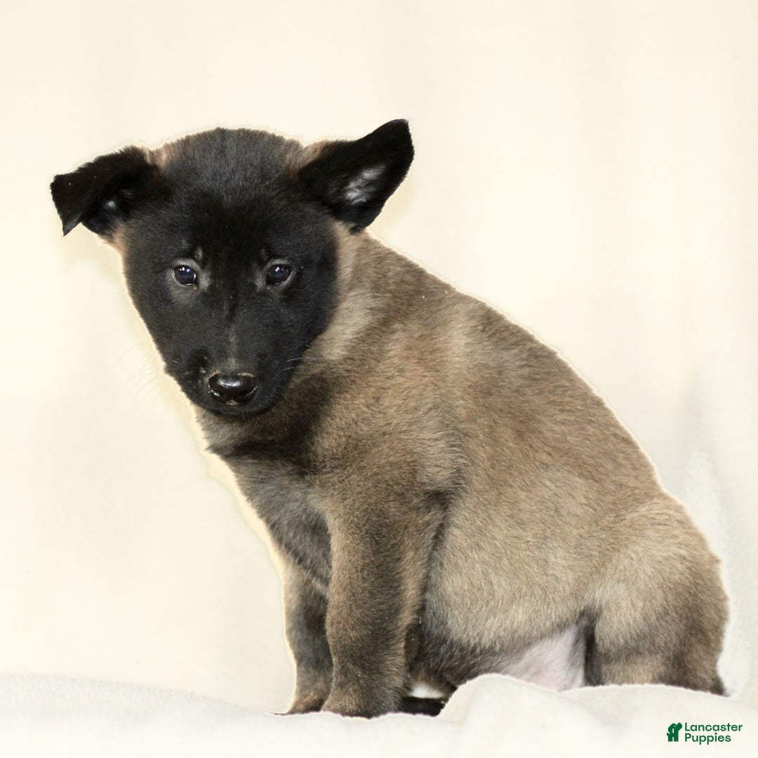 Belgian Malinois dogs for sale: Craig - Ad 4