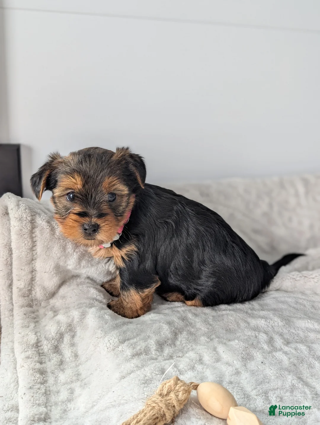 Yorkshire Terrier dogs for sale: Dutchess  - Ad 15