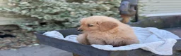 Golden Retriever dogs for sale: Molly - Ad 7