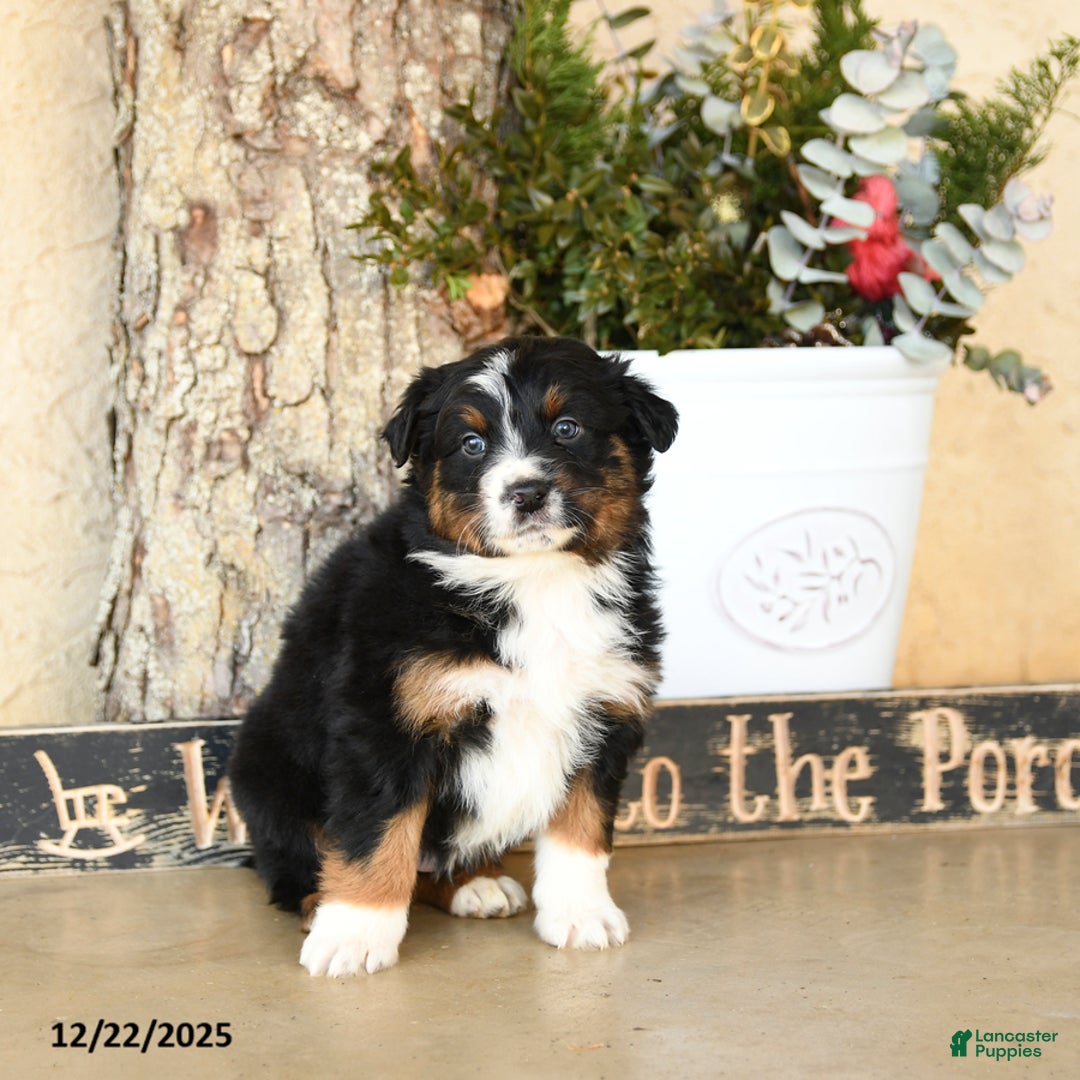 Australian Shepherd dogs for sale: Porter - Ad 2