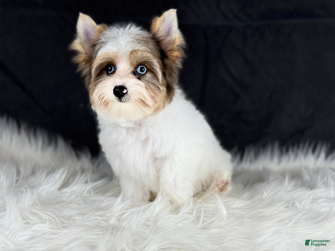 Yorkshire Terrier dogs for sale: Stuart 2 blue eyes  - Ad 3